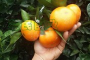 成耙耙柑采摘基地：解鎖川西田園鮮果采摘的周末親子時(shí)光