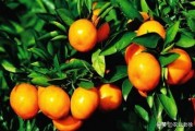 柑橘種植施肥技術(shù)技巧圖片_果樹幼苗用尿素的正確方法