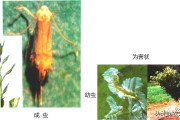 柑橘4月底病蟲(chóng)害幾次好_柑橘幾月份可以打藥 柑橘4月底病蟲(chóng)害幾次好_柑橘幾月份可以打藥