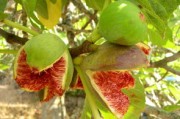 未來最有前景柑橘品種哪個(gè)？2025-2030種植效益與核心品種深度解析
