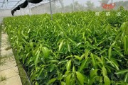 柑橘行距6米種植技術(shù)_小青柑樹間距多少米