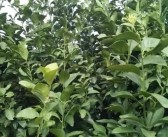 柑橘修剪后病蟲害防治_為什么種植柑橘大苗要鏟斷大根