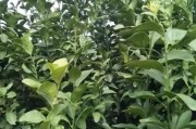 柑橘修剪后病蟲(chóng)害防治_為什么種植柑橘大苗要鏟斷大根