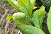 家養(yǎng)柑橘常見病蟲害_橘子樹葉上結了黑黑的一層東西怎么辦