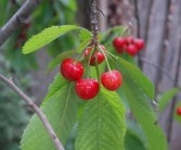 由良蜜桔種植技術(shù)有哪些（由良蜜桔種植條件）