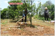 柑橘病蟲害全年防治歷_代森聯(lián)能不能治柑桔疫病