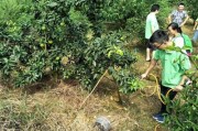 柑橘水肥一體化種植技術_石門柑橘種植技術