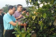 農(nóng)科院柑橘種植技術(shù)規(guī)程_農(nóng)村種辣椒可以?huà)甑藉X(qián)嗎