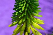 春見(jiàn)柑橘樹(shù)苗早熟高效栽培技術(shù)與管理要點(diǎn)解析