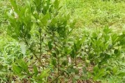 柑橘病蟲害識(shí)別圖高清_柑橘花期如何預(yù)防花蕾蛆