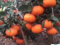 掛果柑橘夏剪技術(shù)要求（柑橘掛果樹怎么修剪）