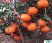 大雅柑橘品種有哪些，大雅柑橘品種簡介大全圖解