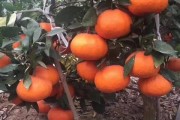 修剪柑橘樹(shù)技術(shù)視頻：手把手教你春季修剪要點(diǎn)與操作示范