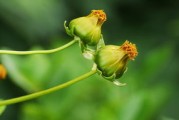 2020年4月20日今日沃柑價(jià)格最新動(dòng)態(tài)及產(chǎn)區(qū)報(bào)價(jià)分析