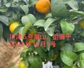 分享幾款近期實地考察的柑橘品種，川津5號、愛媛153……你更喜歡哪款？