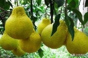 浙江柑橘種植管理技術指南_湖北荊州能種沃柑嗎