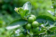 成熟柑橘種植技術(shù)_如何正確對(duì)待柑橘品改