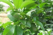 第一年柑橘樹種植技術(shù)_2ph柑橘種植技術(shù)