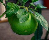 柑橘黃龍病癥狀圖全解析：葉片黃化特征與識(shí)別指南