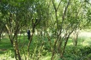 柑橘種植方法及管理技術(shù)_種植柑橘土壤什么酸堿度最好