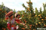 柑橘后期種植技術_30年老柑橘樹移栽注意事項