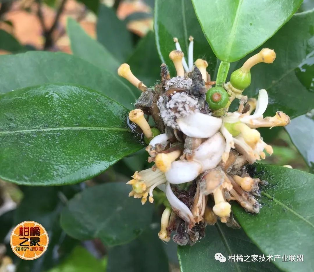 中國最早特早熟蜜桔產地（中國早熟蜜桔之鄉(xiāng)）