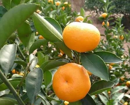 沃柑里會有蟲子嗎（沃柑里有果蠅嗎）