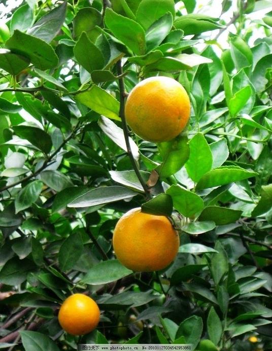 金桔功效作用藥效什么（金桔的功效與作用 食用方法）