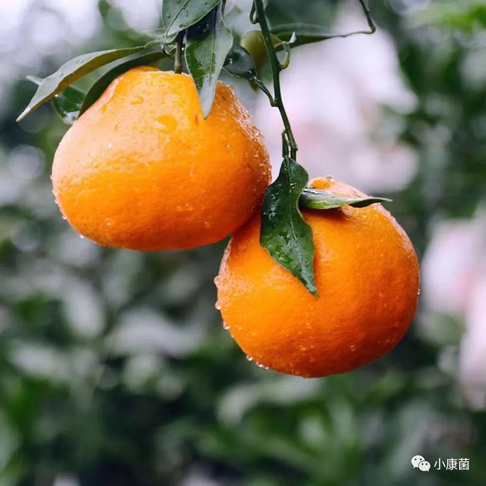 柑橘樹(shù)培植方法技術(shù)有哪些（柑橘栽培過(guò)程種關(guān)鍵技術(shù) 有哪些?）