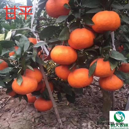 掛果柑橘夏剪技術(shù)要求（柑橘掛果樹怎么修剪）