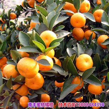 南寧無籽沃柑苗報(bào)價(jià)多少（南寧沃柑今日批發(fā)價(jià)格）