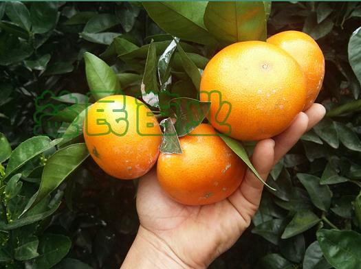 好吃柑子哪種橙子品種（目前最好吃的柑橘品種）