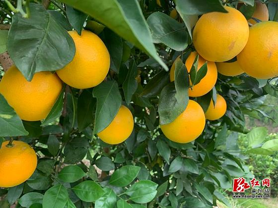 哪里買柑苗才有保障（柑橘哪里好賣）