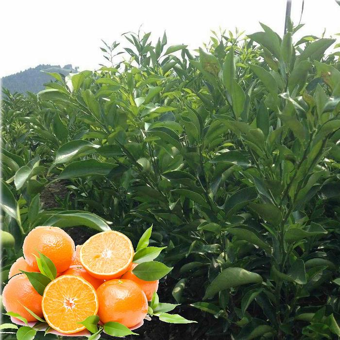 黃金甲柑橘品種：探秘中國(guó)柑橘產(chǎn)業(yè)新崛起的特色王牌品種