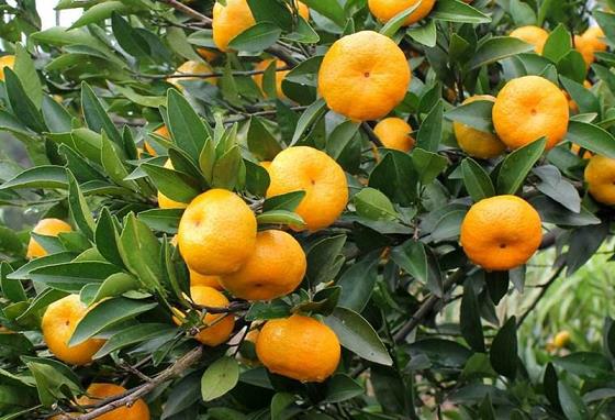柑橘品種晚熟愛(ài)媛種植技術(shù)要點(diǎn)（愛(ài)媛柑橘栽培技術(shù)）