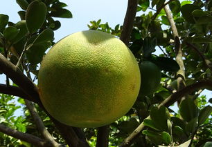沃柑種植與管理方法有哪些（沃柑高產(chǎn)優(yōu)質(zhì)栽培技術）