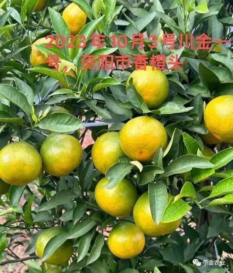 春見丑橘好吃嗎（丑橘和春見的區(qū)別）
