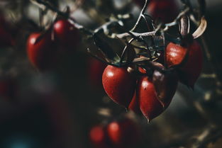 柑橘樹干紅色像鐵銹什么?。ǜ涕贅渲Ω煽菔鞘裁辞闆r）
