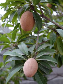 蘇州哪里桔子樹(shù)好（蘇州桔子品種）