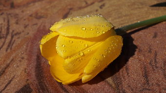 四川耙耙柑種植技術(shù)與產(chǎn)業(yè)優(yōu)勢解析：川南特色果業(yè)發(fā)展新路徑