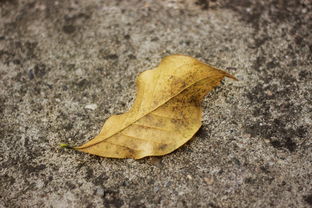 沃柑果樹(shù)葉黃怎么辦(沃柑葉子有黃點(diǎn)是什么?。? /></p><p>4、因?yàn)槲指倘鄙偕L(zhǎng)所需的營(yíng)養(yǎng)成分,或是土壤肥力不夠,或是缺水導(dǎo)致葉片發(fā)黃,沃柑長(zhǎng)勢(shì)強(qiáng)、果實(shí)掛樹(shù)時(shí)間長(zhǎng),對(duì)肥水的需求量較大,生產(chǎn)中應(yīng)重施基肥,基肥以腐爛發(fā)酵的農(nóng)家肥和復(fù)合肥為主,多施有機(jī)肥和磷鉀肥,適量補(bǔ)充鋅、鎂肥,保證葉片葉色濃綠。</p><p>5、土壤肥力下降。多年生產(chǎn)的沃柑園,由于長(zhǎng)年的營(yíng)養(yǎng)輸出,土壤供給的養(yǎng)分逐年消耗,導(dǎo)致土壤肥力下降。再加上果農(nóng)一般都是偏施氮、磷、鉀肥等,而忽略了對(duì)土壤中的有機(jī)肥及中微量元素的補(bǔ)充,極易出現(xiàn)缺微量元素而導(dǎo)致的素黃化。有的沃柑園土壤的涵養(yǎng)能力弱,雨水沖刷導(dǎo)致硼鎂流失引起老葉黃化。</p><h2 id='沃干葉子經(jīng)綠葉黃還凋葉子是什么情況?'>沃干葉子經(jīng)綠葉黃還凋葉子是什么情況?</h2><p>你好,沃柑葉子黃了,首先要確定是如何黃,如果葉片上先出現(xiàn)針頭大小的濃黃色油漬狀圓斑,那可能就是感染了沃柑最常見(jiàn)的潰瘍病了。這種細(xì)菌感染的病害對(duì)于樹(shù)葉跟果皮都會(huì)造成傷害,不僅會(huì)讓沃柑減產(chǎn),還會(huì) *** 品質(zhì)導(dǎo)致減收嚴(yán)重。</p><p style=