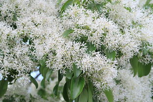 桔樹開花打什么藥?；ū９茫ń蹣溟_花時(shí)打什么藥防蟲）