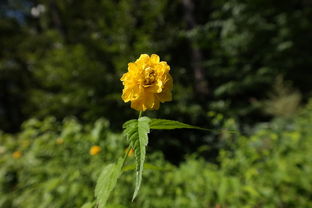 柑橘謝花80后打什么農(nóng)藥保果（柑橘花開到謝花多長時(shí)間）