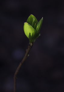 柑橘開(kāi)花期新葉枯黃落葉什么病蟲害（柑橘新葉發(fā)黃怎么回事）