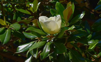 柑橘開(kāi)花期新葉枯黃落葉什么病蟲害（柑橘新葉發(fā)黃怎么回事）