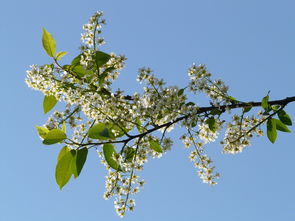 柑橘樹(shù)常見(jiàn)病樹(shù)（柑橘樹(shù)的常見(jiàn)疾病圖片）