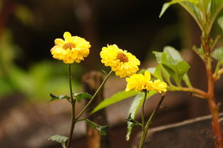 沃柑幾月摘不影響來(lái)年開(kāi)花（沃柑幾月摘不影響來(lái)年開(kāi)花結(jié)果）