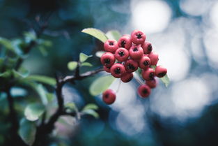 柑橘樹樹脂斑點(diǎn)?。ǜ涕贅渲≡诠麑?shí)上叫什么）