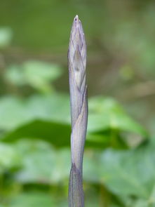 柑橘開春萌芽期打什么藥（柑橘發(fā)芽期打什么農藥）