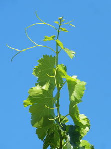 柑橘果樹種植技術(shù)要點(diǎn)總結(jié)圖（柑橘栽培過程種關(guān)鍵技術(shù) 有哪些?）